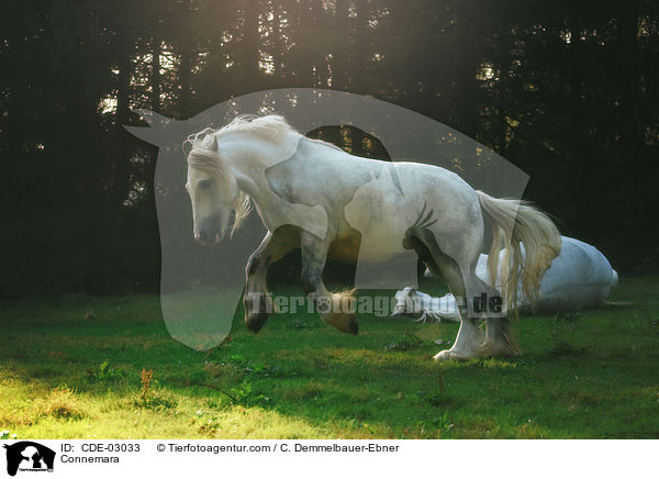 Connemara / CDE-03033