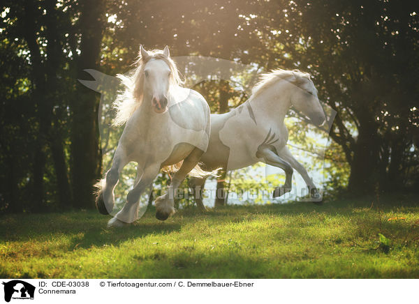 Connemara / CDE-03038