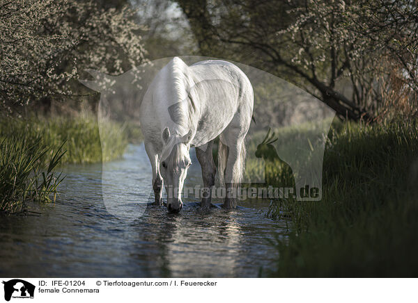 Connemara-Pony Stute / female Connemara / IFE-01204