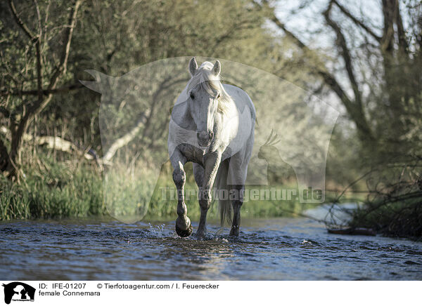 Connemara-Pony Stute / female Connemara / IFE-01207
