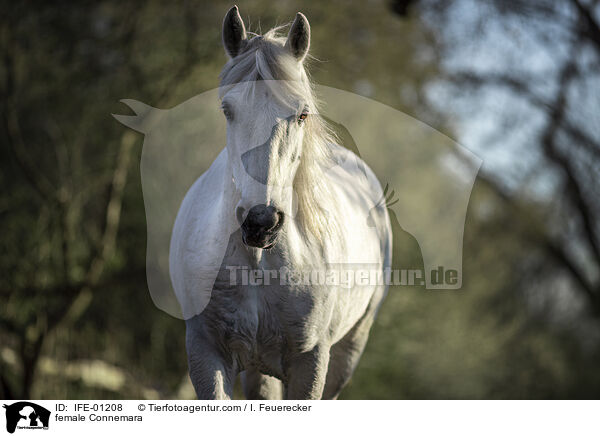 Connemara-Pony Stute / female Connemara / IFE-01208