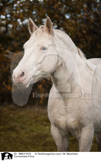 Connemara Pony / MM-01670