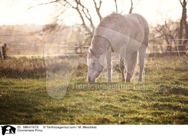 Connemara Pony / MM-01678