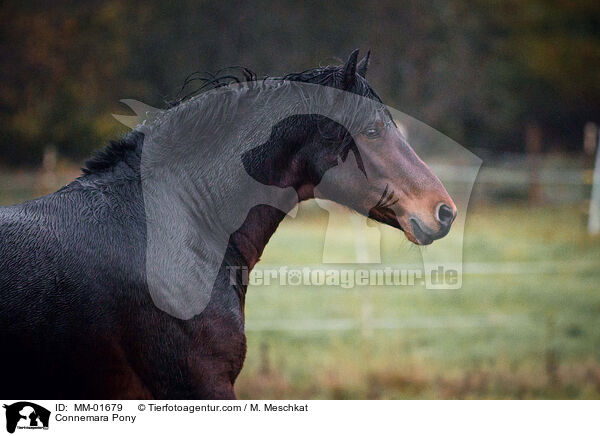 Connemara Pony / MM-01679