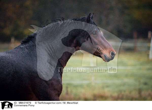 Connemara-Pony / Connemara Pony / MM-01679