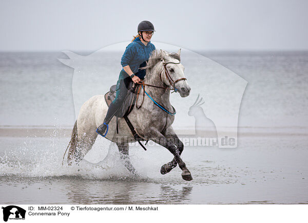 Connemara / Connemara Pony / MM-02324