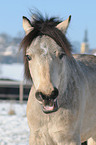 Connemara Pony Portrait