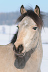 Connemara Pony Portrait