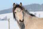 Connemara Pony Portrait