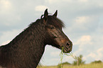 Connemara Portrait