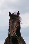 Connemara Portrait