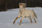 galloping Connemara