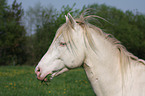 Connemara Pony Portrait