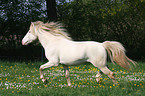 trotting Connemara-Pony