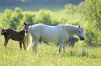 Connemara-Ponies