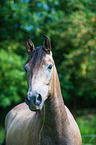 Connemara Pony Portrait