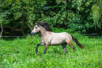 galloping Connemara Pony