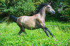 galloping Connemara Pony