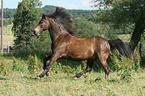 galloping Connemara Pony