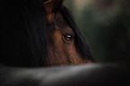 Connemara Pony eye