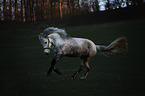 galloping Connemara Pony