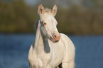 Connemara Pony Foal