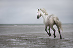 galloping Connemara Pony