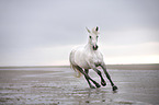 galloping Connemara Pony