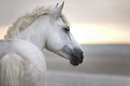Connemara Pony portrait