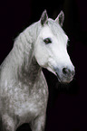 Connemara Pony portrait