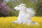 rising Connemara Pony