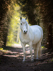 Connemara Pony