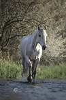 female Connemara