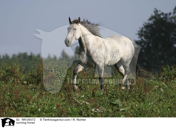 trabendes Pferd / running horse / RR-06072