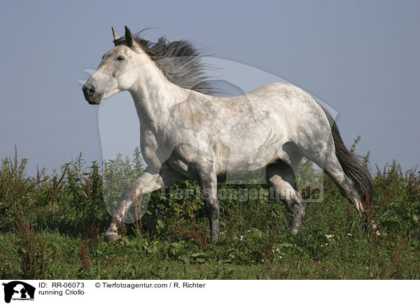galoppierendes Pferd / running Criollo / RR-06073