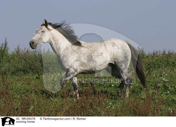trabendes Pferd / running horse / RR-06076