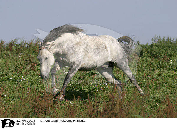galoppierendes Pferd / running Criollo / RR-06078
