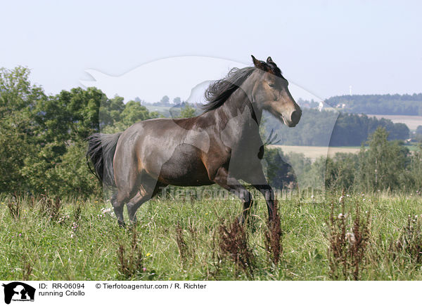 galoppierendes Pferd / running Criollo / RR-06094