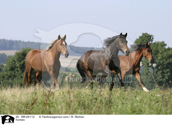 Pferde auf der Weide / horses / RR-06112
