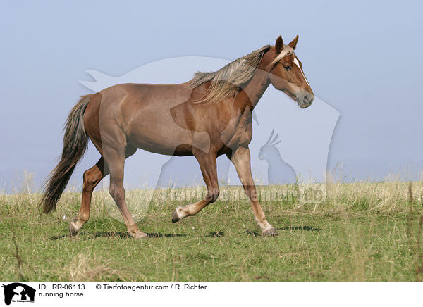 Pferd in Bewegung / running horse / RR-06113