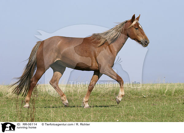 Pferd in Bewegung / running horse / RR-06114