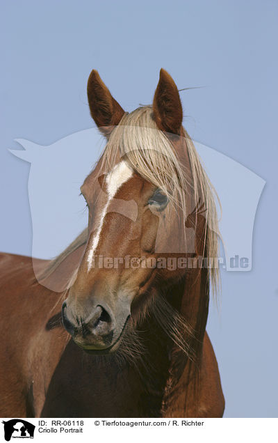 Criollo Portrait / Criollo Portrait / RR-06118