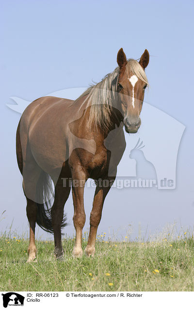 Criollo / Criollo / RR-06123