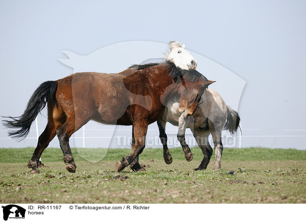 Pferde / horses / RR-11167