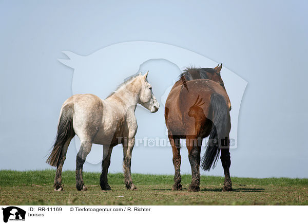 Pferde / horses / RR-11169