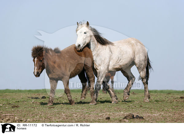 Pferde / horses / RR-11172