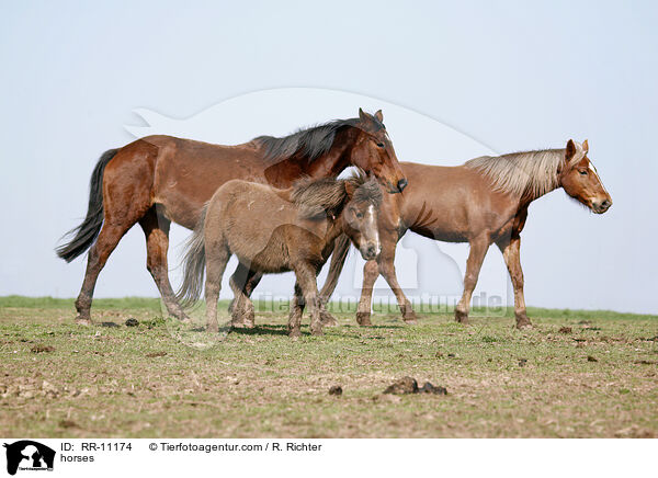 Pferde / horses / RR-11174