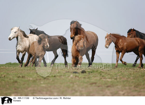 Pferde / horses / RR-11199