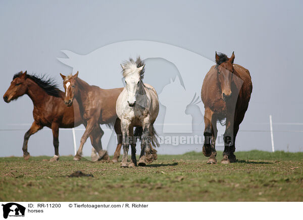 Pferde / horses / RR-11200