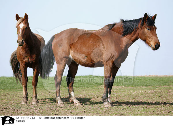 Pferde / horses / RR-11213